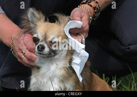 Chihuahua (Canis Lupus F. Familiaris), Frau Reinigung der Ohren von einem Chihuahua Stockfoto