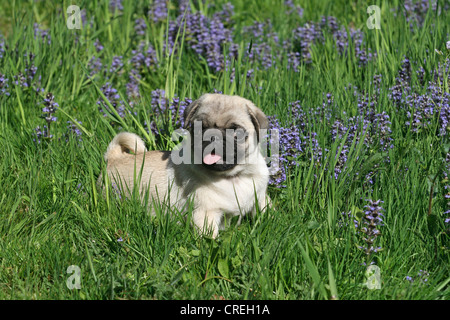 Mops (Canis Lupus F. Familiaris), trächtige, 8 Wochen alt Stockfoto