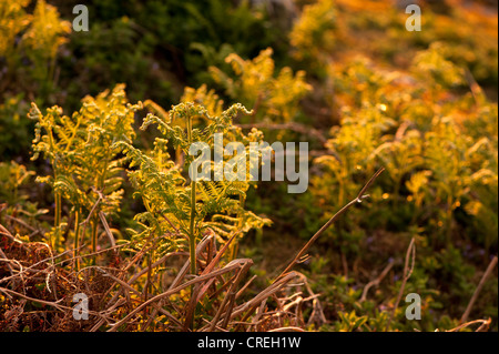 Bracken, Pteridium Aquilinum, in der Dämmerung Stockfoto