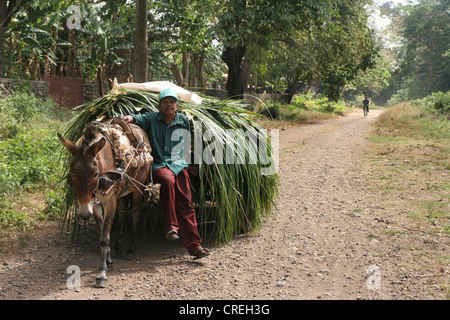 Landwirt mit Esel und LKW auf der Insel Ometepe im Nicaragua-See, Nicaragua, Ometepe Stockfoto