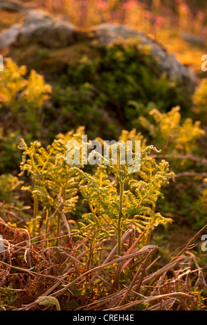 Bracken, Pteridium Aquilinum, in der Dämmerung Stockfoto