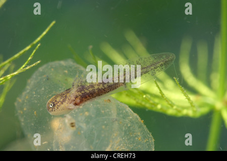 Axolotl (Z.B. geschieht), Larve schlüpft aus Ei Stockfoto