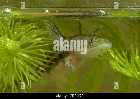 Axolotl (Z.B. geschieht), Larve, portrait Stockfoto