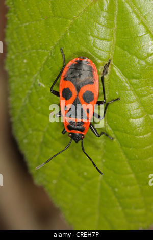 Firebug (Pyrrhocoris Apterus), auf Kalk Blatt, Deutschland, Bayern Stockfoto