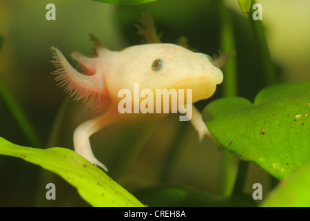 Axolotl (Z.B. geschieht), Albino, portrait Stockfoto