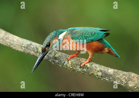 Fluss-Eisvogel (Alcedo Atthis), männlich auf den Feed, Deutschland, Bayern Stockfoto