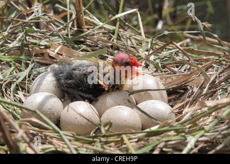 Blässhuhn (Fulica Atra) schwarz, nest mit Eiern und geschlüpften Küken Stockfoto