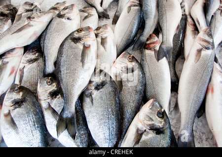 Goldbrasse (Sparus Aurata), auf dem Fischmarkt in Funchal, Madeira, Portugal, Europa Stockfoto