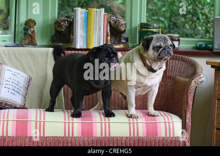 Mops (Canis Lupus F. Familiaris), zwei Personen stehend auf der Couch im Wohnzimmer Stockfoto