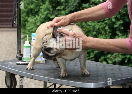 Mops (Canis Lupus F. Familiaris), stehend auf einem speziellen Tisch in den Garten und die Frau, die Reinigung der Ohren mit einem Tuch Stockfoto