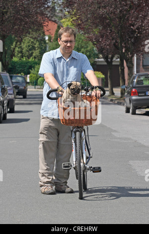 Mops (Canis Lupus F. Familiaris), Mann mit Fahrrad und ein Jahr alt Mops in einem Korb Stockfoto