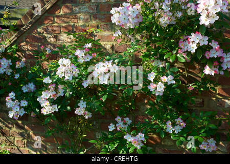 Rosa Rose Francis E Lester Pink und weiß in Blüte auf eine Gartenmauer in Surrey im Juni in der Morgensonne Stockfoto