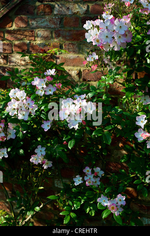 Rosa Rose Francis E Lester Pink und weiß in Blüte auf eine Gartenmauer in Surrey im Juni in der Morgensonne Stockfoto