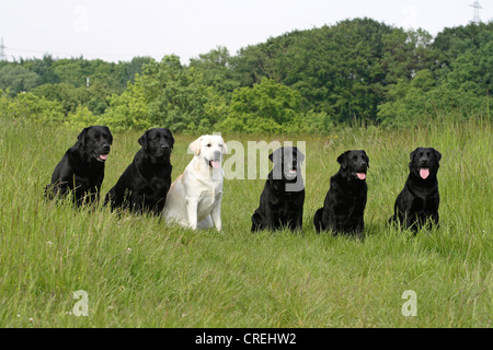 Labrador Retriever (Canis Lupus F. Familiaris), sechs Personen sitzen nebeneinander auf einer Wiese Stockfoto