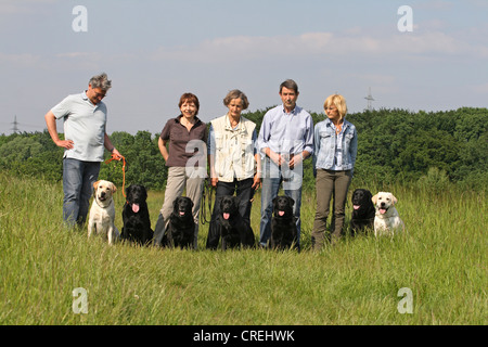 Labrador Retriever (Canis Lupus F. Familiaris), 5 Personen mit 7 Labrador Retriever auf einer Wiese Stockfoto