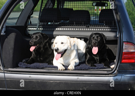 Labrador Retriever (Canis Lupus F. Familiaris), 3 Labrador Retriever im Kofferraum Stockfoto