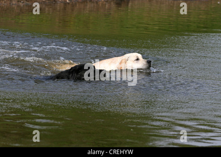 Labrador Retriever (Canis Lupus F. Familiaris), zwei Individuen schwimmen Stockfoto