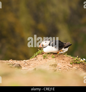 Puffin, Fratercula Arctica auf Skomer Island, South Wales Stockfoto