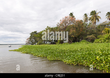 Insel mit tropischer Vegetation im Nicaragua-See, Isletas, Lago de Nicaragua, Nicaragua, Mittelamerika Stockfoto