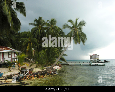 Strand mit Palmen auf der kleinen karibischen Insel South Wasser Caye, Belize, South Wasser Caye Stockfoto