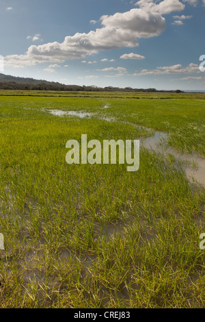 Bewässerung-Reisanbau in den südlichen Plains, Nicaragua, Mittelamerika Stockfoto