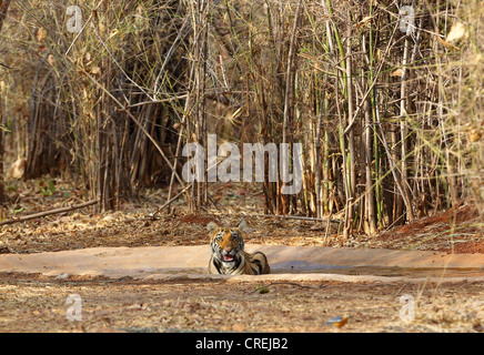 Tiger Cub Abkühlung im Wasserloch im Tadoba-Dschungel, Indien Stockfoto