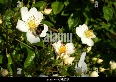 Nahaufnahme der Rosa Rose Kiftsgate Rosengewächse in Blüte in einem Surrey-Garten im Juni und eine Biene Stockfoto