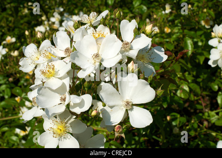 Nahaufnahme der Rosa Rose Kiftsgate Rosengewächse in Blüte in einem Surrey-Garten im Juni Stockfoto