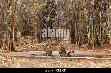 Zwei Tigerbabys Abkühlung im Wasserloch im Tadoba-Dschungel, Indien Stockfoto