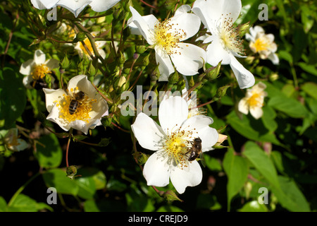 Nahaufnahme der Rosa Rose Kiftsgate Rosengewächse in Blüte in einem Surrey-Garten im Juni und zwei Bienen Stockfoto