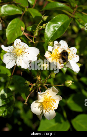 Nahaufnahme der Rosa Rose Kiftsgate Rosengewächse in Blüte in einem Surrey-Garten im Juni und eine Biene Stockfoto