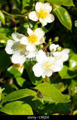 Nahaufnahme der Rosa Rose Kiftsgate Rosengewächse in Blüte in einem Surrey-Garten im Juni und einer Schwebfliege Stockfoto