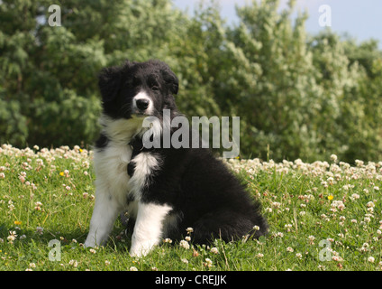 Border Collie (Canis Lupus F. Familiaris), neun Wochen alten Welpen sitzen auf der Wiese Stockfoto