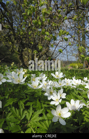 Buschwindröschen (Anemone Nemorosa), Holz mehrere Anemonen, Deutschland, Nordrhein-Westfalen Stockfoto