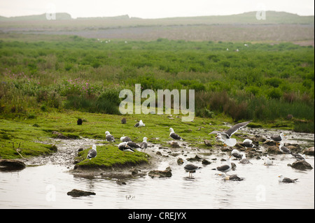 Geringerem Black-backed Möwen Larus Fuscus, moorigen bloße Skomer, South Wales, Vereinigtes Königreich Stockfoto