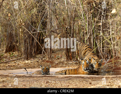 Tigerin mit zwei jungen, die Abkühlung im Wasserloch im Tadoba-Dschungel, Indien Stockfoto