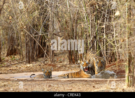 Wütende Tigerin mit zwei jungen, die Abkühlung im Wasserloch im Tadoba-Dschungel, Indien Stockfoto