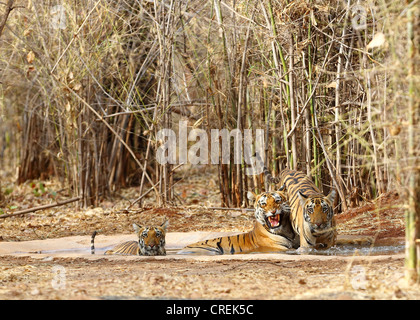 Wütende Tigerin mit zwei jungen, die Abkühlung im Wasserloch im Tadoba-Dschungel, Indien Stockfoto