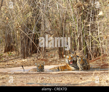 Wütende Tigerin mit zwei jungen, die Abkühlung im Wasserloch im Tadoba-Dschungel, Indien Stockfoto