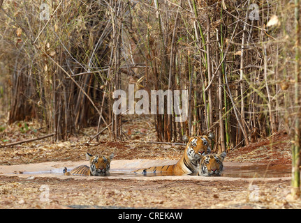 Tigerin mit zwei jungen, die Abkühlung im Wasserloch im Tadoba-Dschungel, Indien Stockfoto