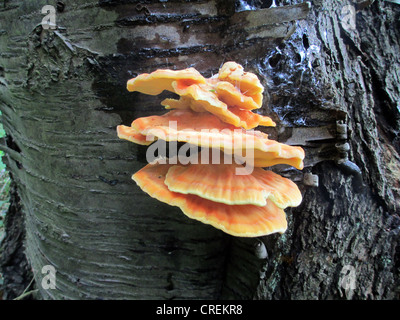 CHICKEN OF THE WOODS Pilz (Laetiporus Sulphureus) Foto Tony Gale Stockfoto