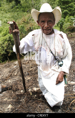 indischen Bauern in traditioneller weißer Kleidung arbeiten auf dem Feld, Mexiko, Veracruz Stockfoto