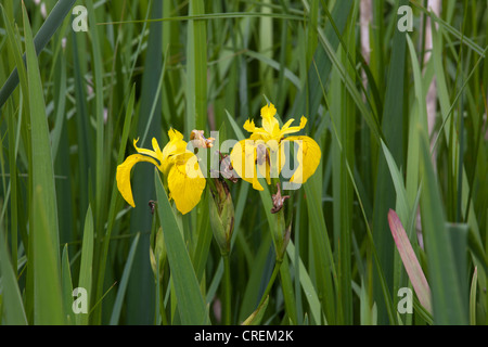 Iris im Schilf Stockfoto