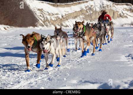 Laufender Hundeteam, Schlittenhunde, mushing, Alaskan Huskies, 2009 Champion Musher Sebastian Schnuelle zu Beginn des Yukon Quest Stockfoto