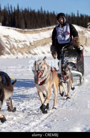 Laufender Hundeteam, Schlittenhunde, mushing, Alaskan Huskies, junge First Nation Musher Josh Cadzow zu Beginn des Yukon Quest 1, Stockfoto