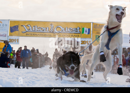 Hund aufgeregt Team, Schlittenhunde, springen, Führer, Alaskan Huskies zu Beginn des Yukon Quest 1, 000-Meile International Schlitten Stockfoto