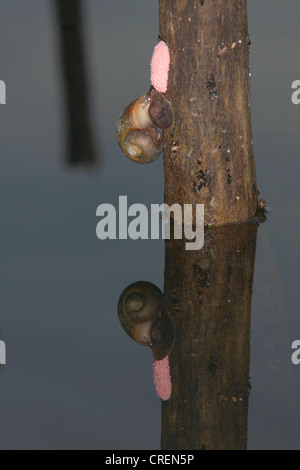 Apfelschnecken (Ampullariidae), weibliche Eiablage mit Spiegel Bild Omn Wasser Oberfläche, Thailand, Phuket, Rajjaphapa See Stockfoto