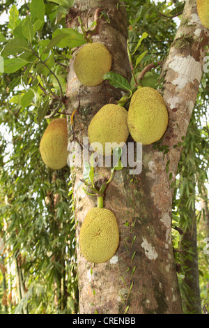 Jackfrucht (Artocarpus Heterophyllus), Früchte an einem Baum, Thailand, Phuket Stockfoto