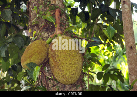 Jackfrucht (Artocarpus Heterophyllus), Obst an einem Baum, Thailand, Phuket Stockfoto