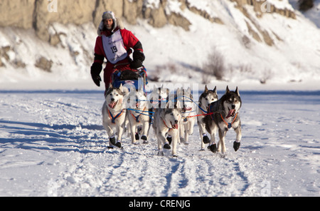 Laufender Hundeteam, Schlittenhunde, mushing, Siberian Huskies zu Beginn des Yukon Quest 1000-Meilen-Zone International Sled Dog Race Stockfoto